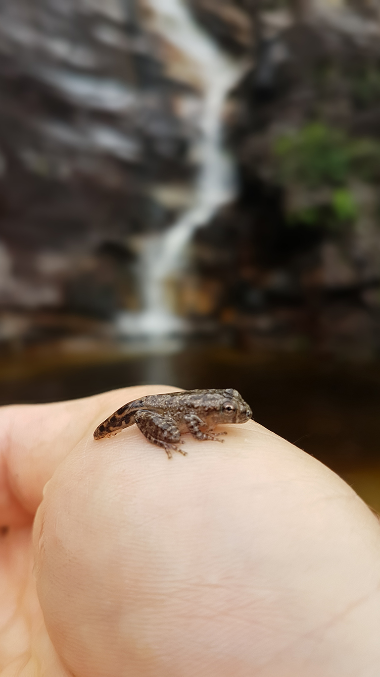Mini sapo na cachoeira do abismo ainda com um rabinho