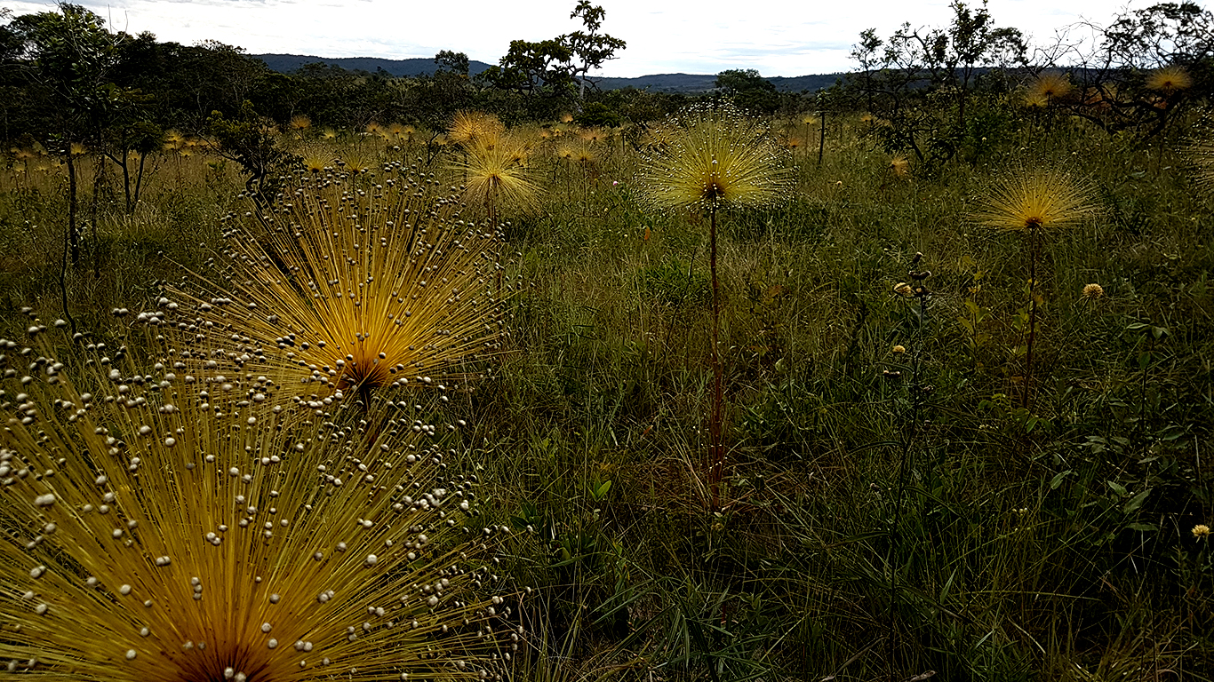 Chuveirinhos na trilha da cachoeira do Cordovil na Chapada dos Veadeiros