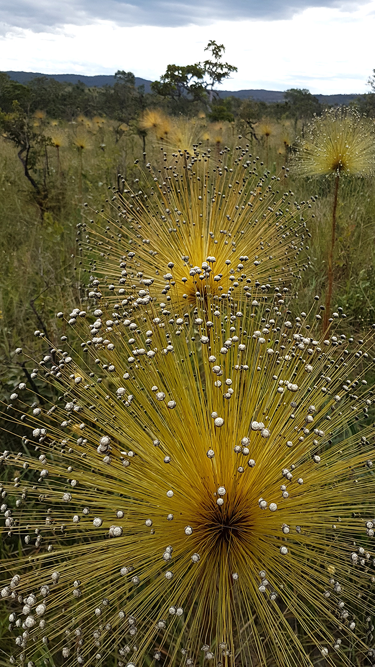 Chuveirinhos do cerrado