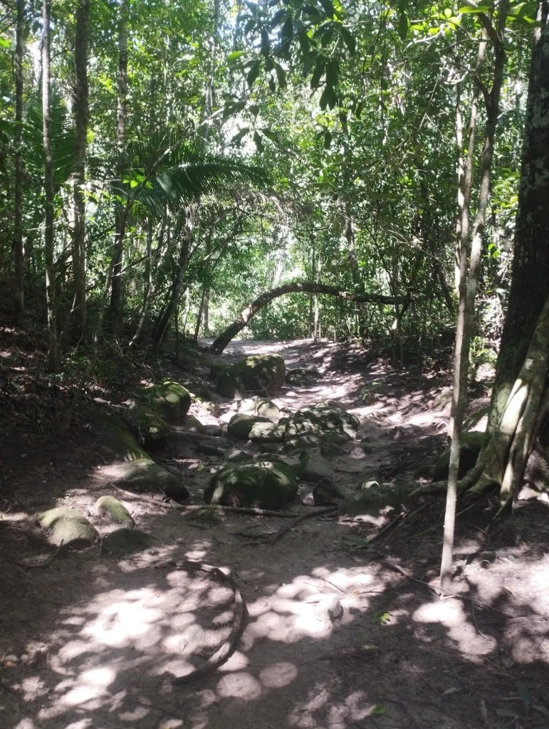 Trilha na mata do Complexo Caldeira, Alto Paraíso de Goiás