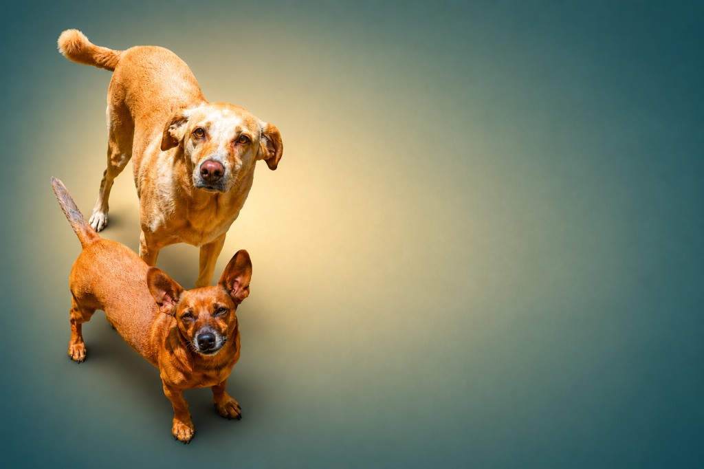 Cães hospedados na Petzen do Cerrado, Alto Paraíso de Goiás